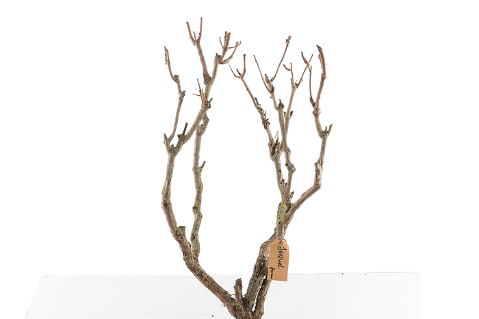 <h4>Syringa Branch Extra Jequel</h4>