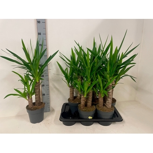 YUC ELEPHANTIPES