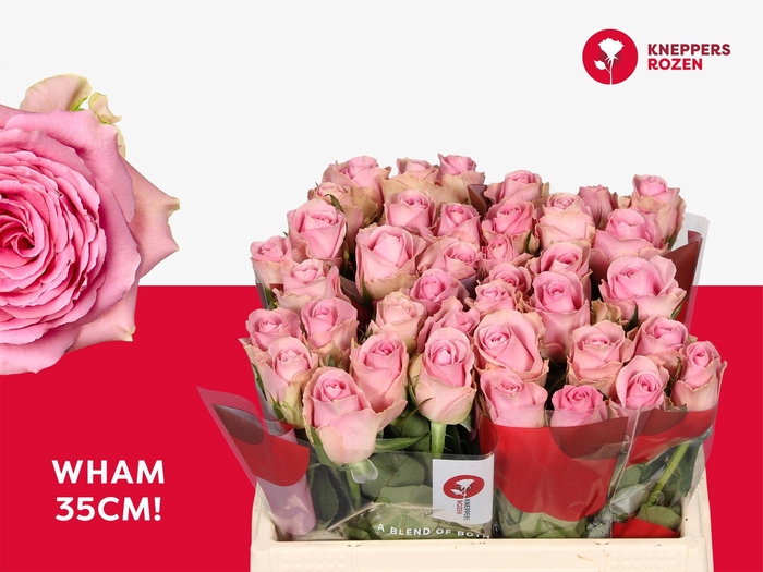 <h4>R GR WHAM</h4>