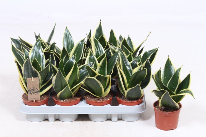 <h4>Sansevieria Golden Hahnii Black</h4>