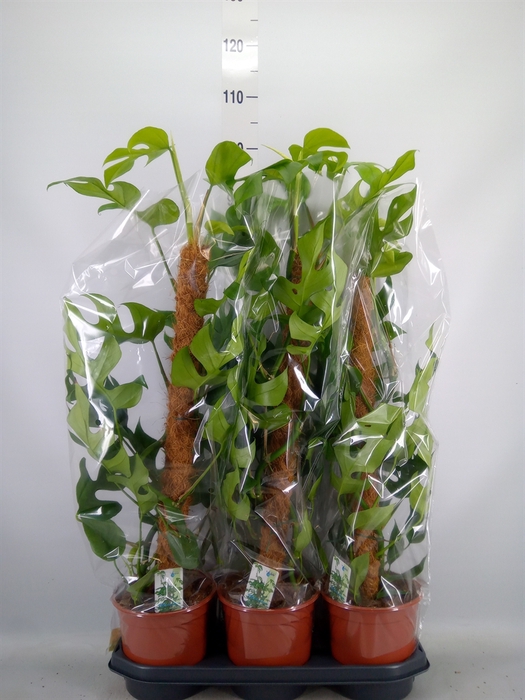 <h4>Monstera delic. 'Piccolo'</h4>