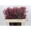 Anigozanthos Pink Joey