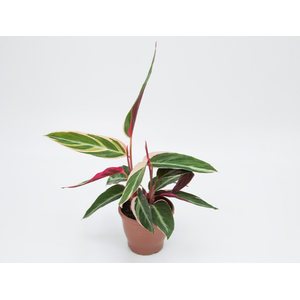 CALATHEA TRIALSTAR P12