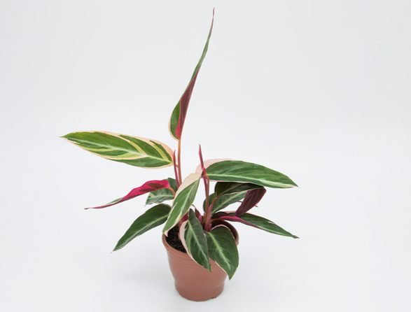 <h4>CALATHEA TRIALSTAR P12</h4>