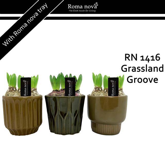 <h4>arr4 Hyacint RN - Grassland groove</h4>