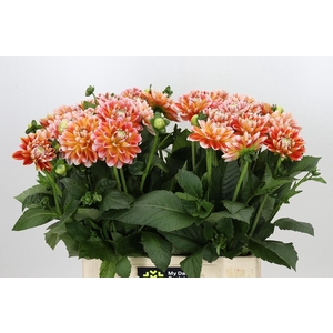 Dahlia Hapet Harmony