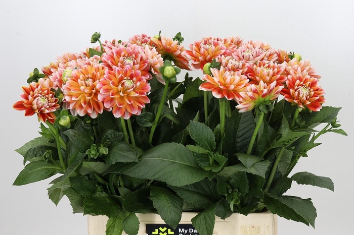 <h4>Dahlia Hapet Harmony</h4>