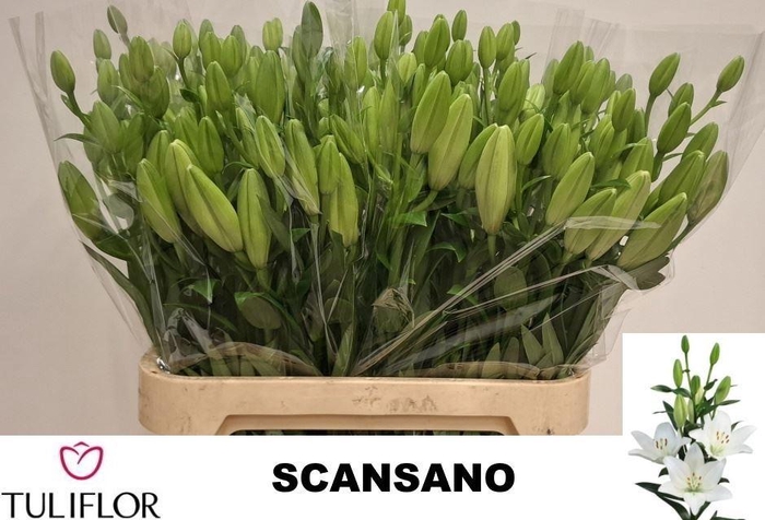 <h4>LI LA SCANSANO 5+</h4>