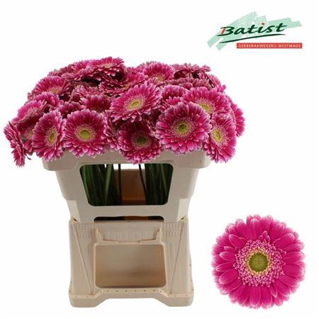 <h4>Ge Mi Wonderwall</h4>