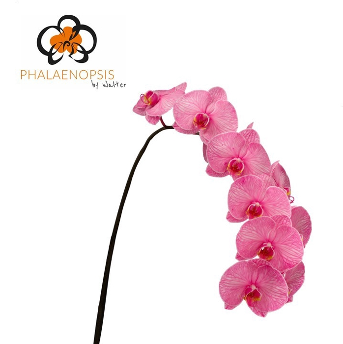 <h4>Phalaenopsis coloured pink</h4>