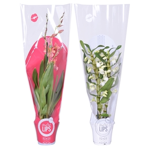 MoreLIPS® Christmas mix 2 tak met rode en witte showhoes