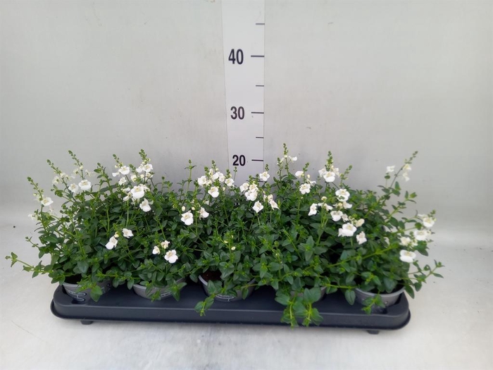 <h4>Diascia barberae</h4>