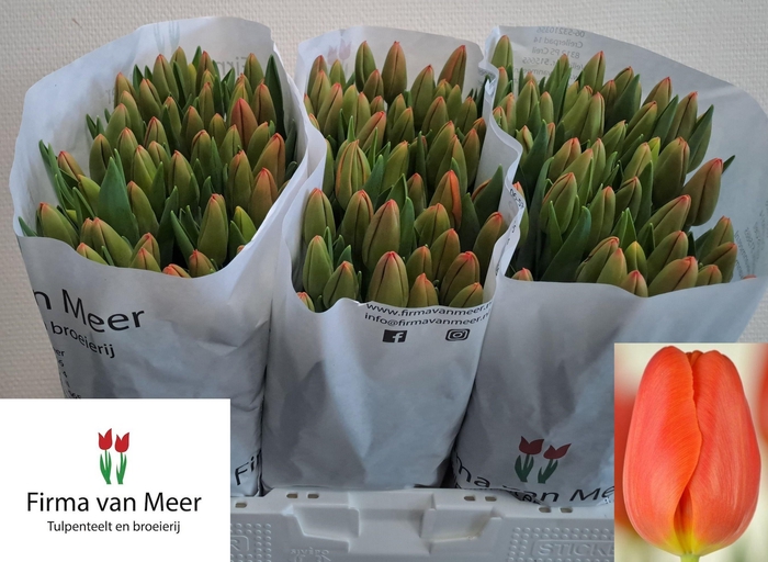 <h4>TU EN ORANGE JUICE</h4>