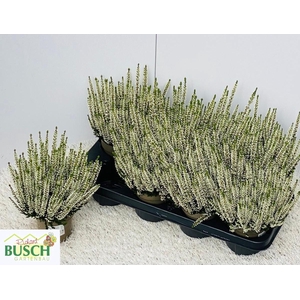 CALLU BL VIVA
