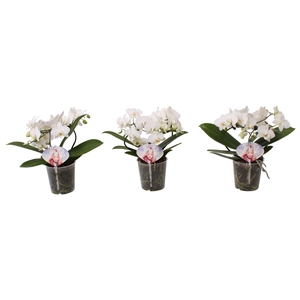 Phal. Multi vorm wit 