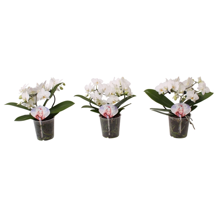 <h4>Phal. Multi vorm wit "Blossoming Beauty"</h4>