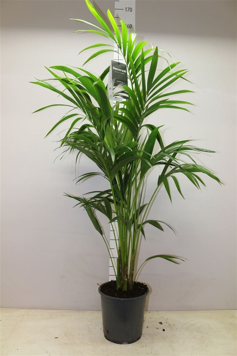 <h4>Howea Forsteriana 150cm (kentia)</h4>