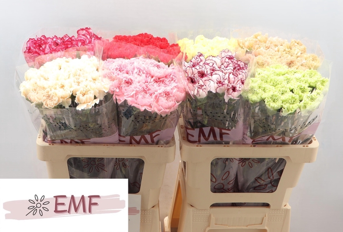 <h4>DI ST GEM IN FUST</h4>