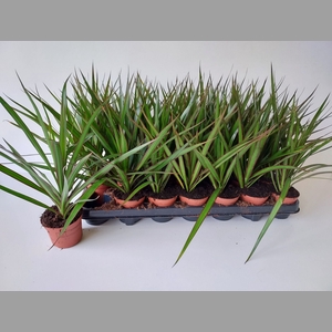 DRA MARGINATA