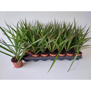 DRA MARGINATA