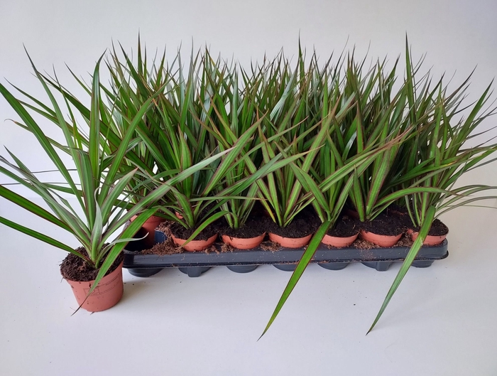 <h4>DRA MARGINATA</h4>