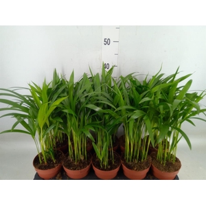 Dypsis lutescens   ...Chrysalidoca