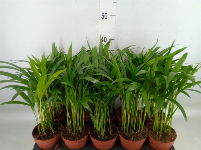 <h4>Dypsis lutescens   ...Chrysalidoca</h4>