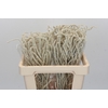 Amaranthus Yearming Desert