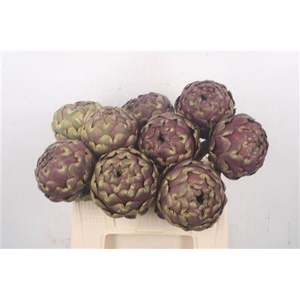 Cynara Sc Purple Romanga