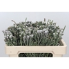 Kaaps Groen Silver Brunia