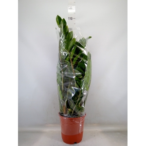 Zamioculcas zamiifolia