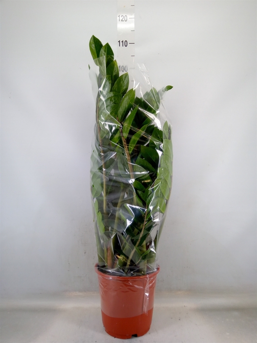 <h4>Zamioculcas zamiifolia</h4>