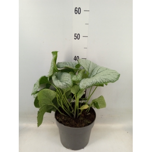 Brunnera macrophylla   ...