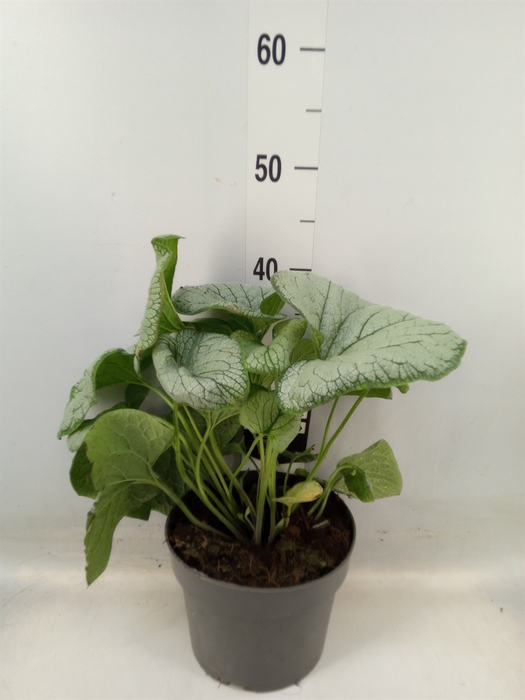 <h4>Brunnera macrophylla   ...</h4>