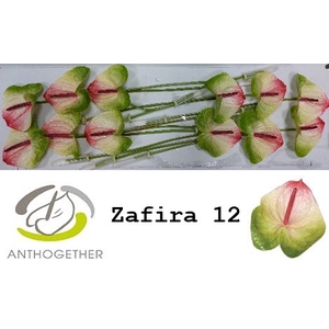 Anthurium Zafira