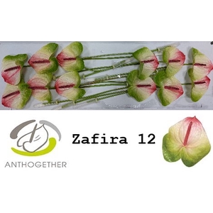 ANTH A ZAFIRA 12 FL