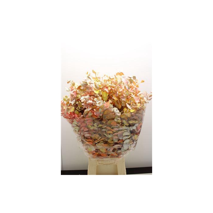 <h4>Euc Cinerea Monet</h4>