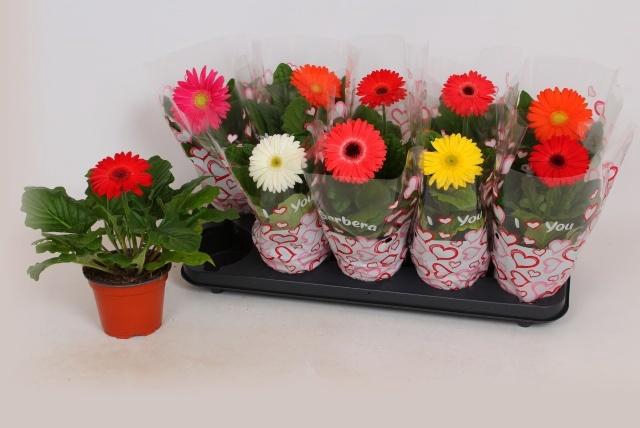 <h4>GER COLOURGAME GEM</h4>