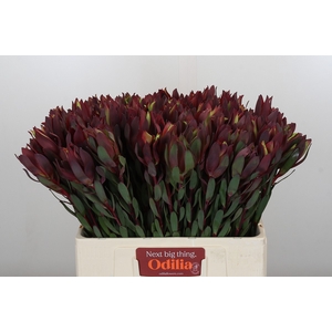 Leucadendron Senorita