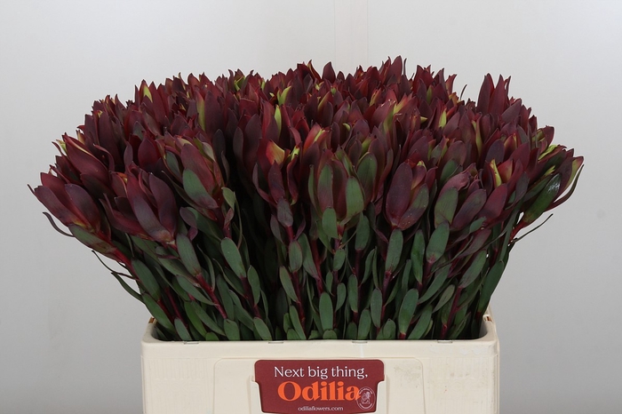Leucadendron Senorita