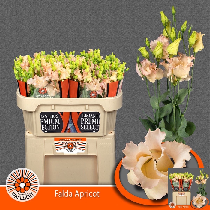 EUS E FALDA APRICOT