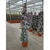 Cissus discolor Floramagic Violet V