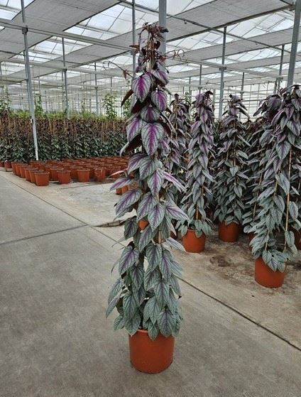 Cissus discolor Floramagic Violet V