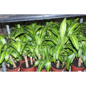 DRACENA MASSANGEANA P24