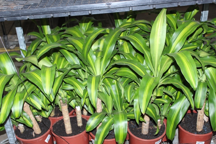 <h4>DRACENA MASSANGEANA P24</h4>