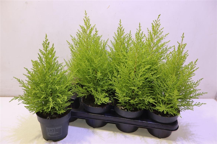 <h4>Cupr Ma Goldc Wilma</h4>