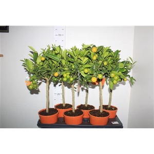 Citr X Microcarpa Calamondin High Stem 10+