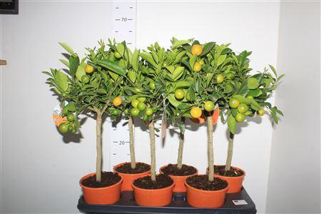 <h4>Citr X Microcarpa Calamondin High Stem 10+</h4>