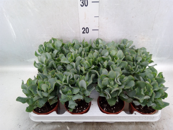 <h4>Crassula arborescens subsp. undilat</h4>