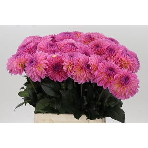 Dahlia Esli
